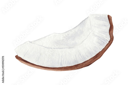 Watercolor illustration of a coconut slice with white flesh. Great for tropical designs, summer prints, and healthy food projects.