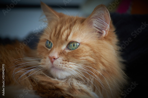 dormant sweet fluffy ginger cat