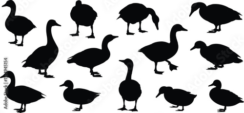 Vector silhouettes of ducks and geese in various natural poses, perfect for wildlife illustrations, nature scenes, and design elements