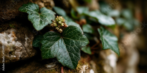 Close-Up of Ivy and Buds on Old Mossy Stone Wall  photo