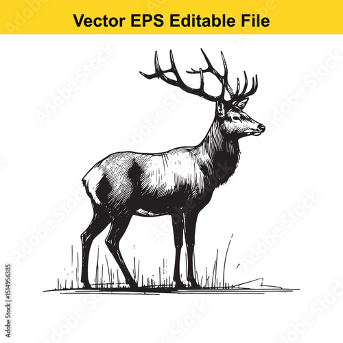Whitetail Deer Line Art - Minimalist Western Sketch for Logo, Branding & Wall Decor