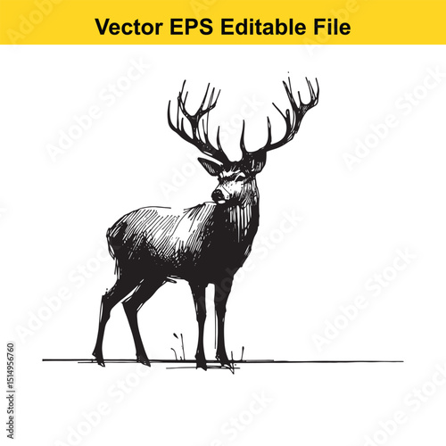Whitetail Deer Line Art - Minimalist Western Sketch for Logo, Branding & Wall Decor