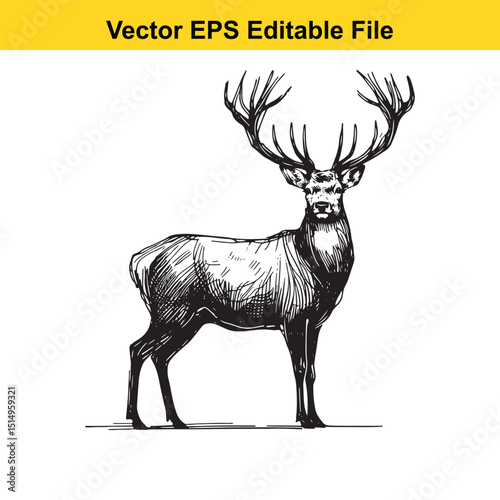 Whitetail Deer Line Art - Minimalist Western Sketch for Logo, Branding & Wall Decor