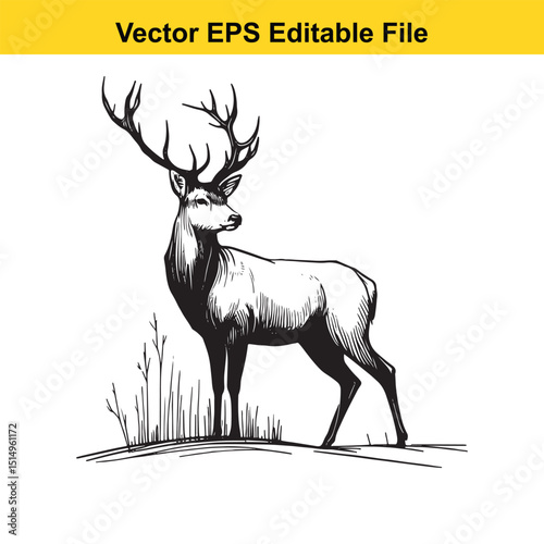 Whitetail Deer Line Art - Minimalist Western Sketch for Logo, Branding & Wall Decor