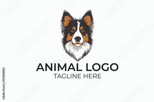border collie dog