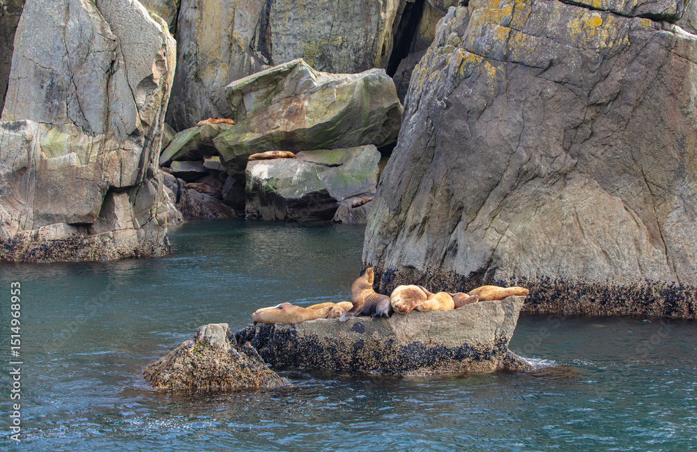Fototapeta premium A colony of Stellar Sea Lions resting on a rock in Kenai Fjords National Park Alaska. In the cove directly behind other sea lions can be seen precariously perched on the rocks.