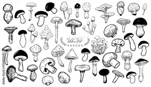 Mushroom Collection Vector Pack: A detailed array of varied mushrooms presented in intricate line art, ideal for educational or design purposes.