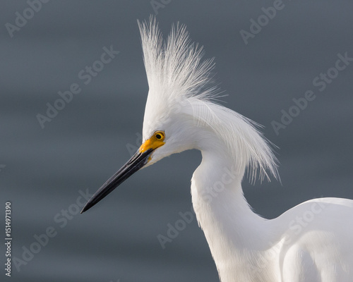 Snowy Egret (Garça-branca-pequena)