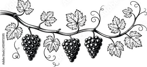 Grape Vine Illustration, Black and White Vintage Fruit and Leaf Artwork