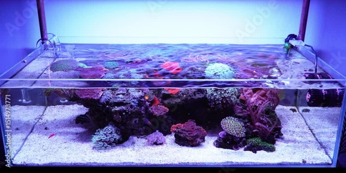Saltwater aquarium, reef tank 