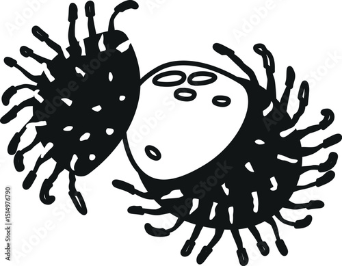 Rambutan tropical fruit black-and-white vector illustration