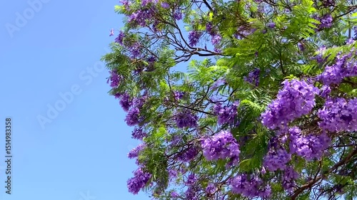 Jacaranda mimosifolia tree with purple-blue flowers on a blue cloudy sky background,Tenerife,Canary Islands,Spain,4K