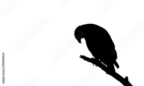 Parrot Sitting on Tree Branch Silhouette Drawing