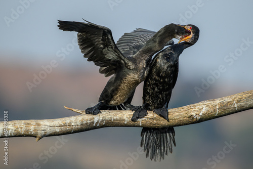 Canvastavla A reed cormorant feeding its near-adult chick