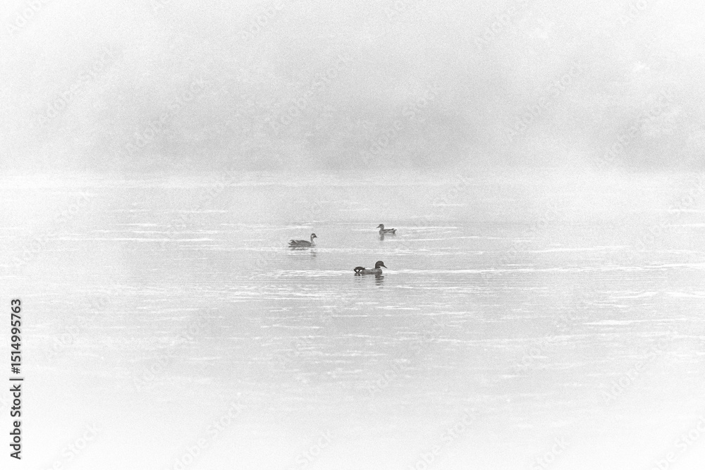 Fototapeta premium 호수 위에 사색