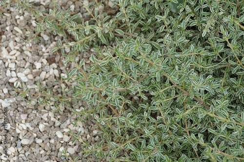 A groundcover of Kirk's Coprosma with its tiny variegated leaves