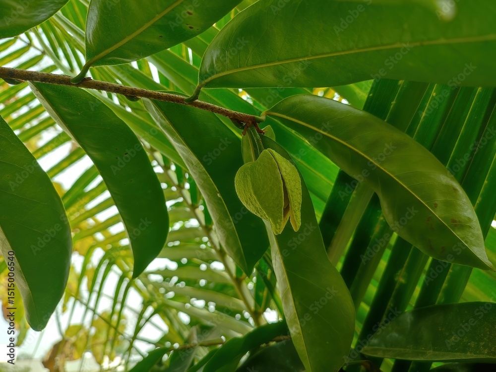 Ταπετσαρία Closeup view and selective focus of a soursop flower bud on a plant