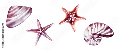 Seashells watercolor elements vector on white background design