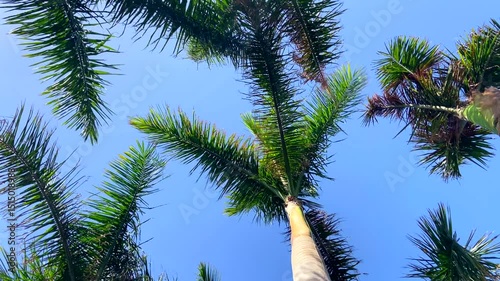 Palm trees swaying against blue sky at tropical beach.Summer, travel,vacation,relax concept,4K
