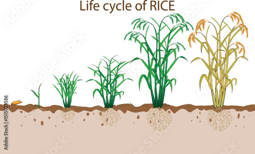 Life cycle of rice plant, hand drawing vector illustration