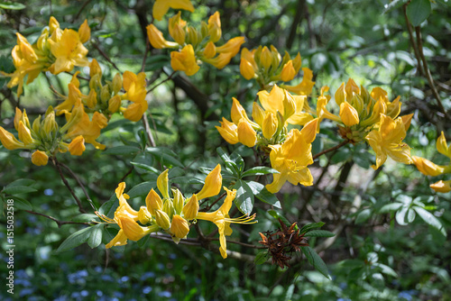 beautiful flowers, rhododendron bud yellow