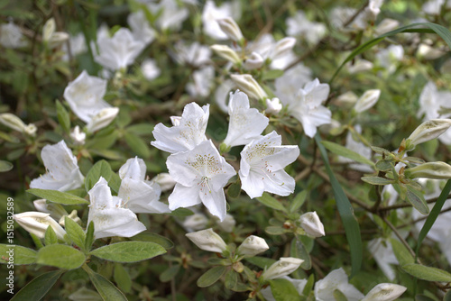 beautiful flowers Rhododendron white, light pink