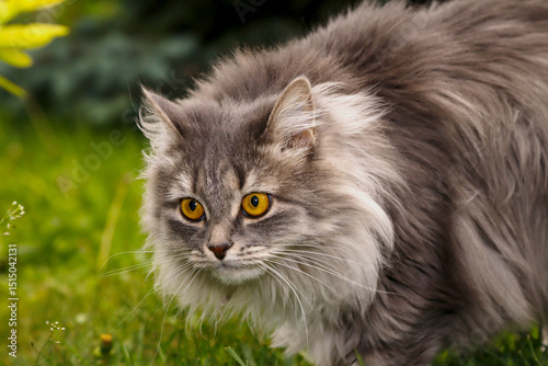 Beautiful grey cat of the Russian Siberian breed. Close-up. Big yellow eyes. Summer. On a blurry background. Walking pets.