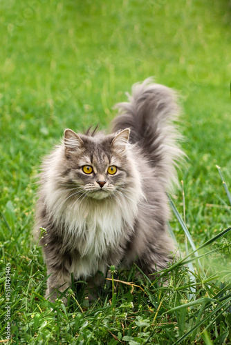 Beautiful grey cat of the Russian Siberian breed. Sitting on the green grass. Summer. On a blurry background. Walking pets.