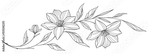 Line art Sketch Floral Botany. flower drawings. Black and white with line art on white backgrounds. Hand Drawn Botanical Illustrations.Vector