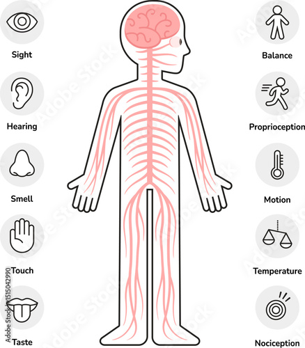 Human nervous system infographic chart elements. Body outline with nerves, spine, brain, and icons of the senses. Vector clipart illustration set.