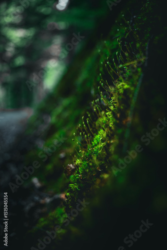 Close-up of moss growing on a shaded tree trunk slope in a deep forest, shallow depth of field.