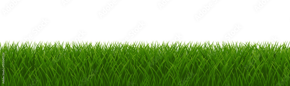 Fototapeta premium green grass isolated on white background