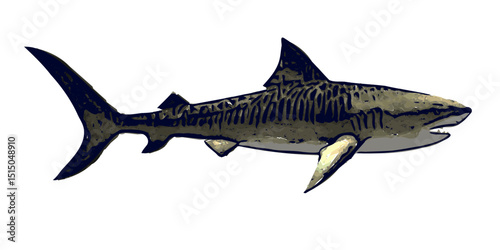 This image is animal ilustration of Tiger shark fish vector Aqua sea , great picture for logo icon or mascot or educational 