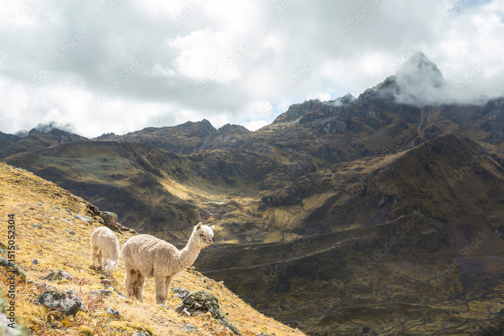 Fototapeta premium Alpaca