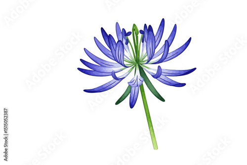 Watercolor Agapanthus Illustration- Delicate Purple Flower with Green Stem- Botanical Art Print for Floral Designs- Hand Painted Lily of the Nile Clipart