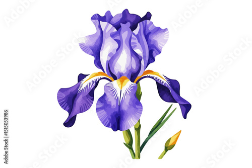 Watercolor Iris Flower Illustration - Detailed Botanical Art of a Purple Iris Blossom - Perfect for Floral Designs and Springtime Projects - Isolated on White Background