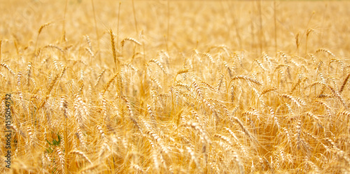 Wheat field on a sunny day. Grain farming, ears of wheat close-up. Agriculture, growing food products.