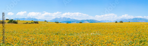 Blooming orange safflower close-up. Safflower fields against the backdrop of mountains. Industrial cultivation of safflower for oil production.