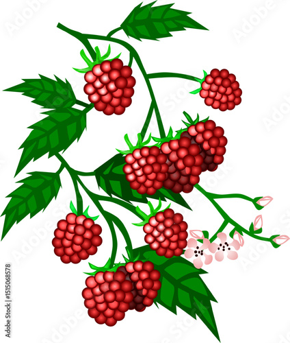 Fresh and juicy raspberries with pink flowers, pink buds and green leaves