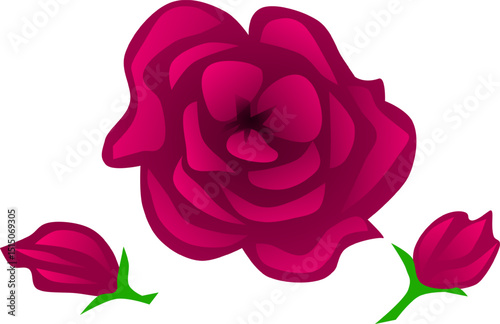 Beautiful pink rose with pink buds and green leaves