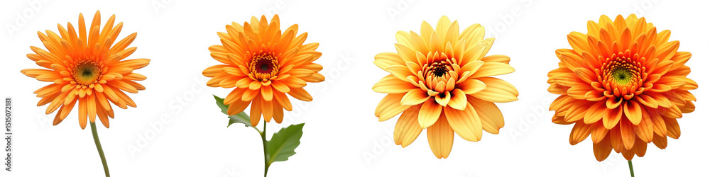 Vibrant Collection of Four Orange Flowers Displaying Unique Petal Shapes and Textures on a transparent Background, Ideal for Graphic Design and Decoration Purposes