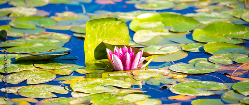 Lotus pond. Water lily close up. Sacred lotus flower in Buddhism. Calmness and tranquility. Spa treatments, yoga, meditation. Tropical nature.