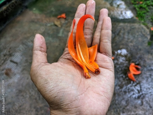 Close-up of a hand holding vibrant orange petals of a flame-of-the-forest flower on a wet path after rain, with soft natural lighting.