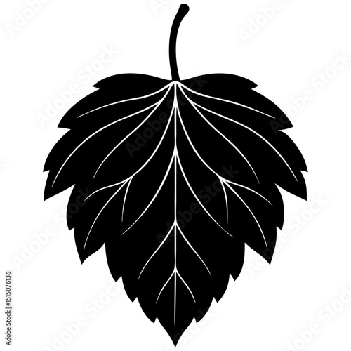 common hoptree leaf on white background