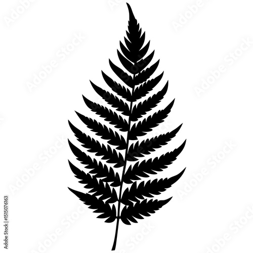 fern leaf isolated on white