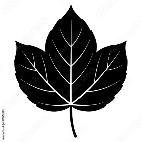 tulip tree leaf on white background