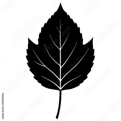 white poplar leaf on white background