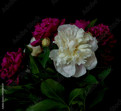Fototapeta Naklejka Na Ścianę i Meble -  peony flower growing against black background