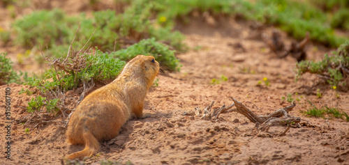 The gopher sits in the grass in the mountains, looks to the side, as if reading your text, studying, showing curiosity, interest. Copy space with place for text. Landscape with wild animals.