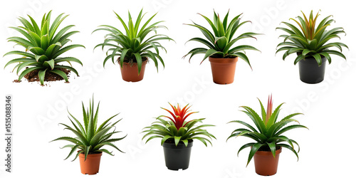 Bild auf Leinwand Variety of Bromeliad Plants in Pots Displayed Against a transparent Background F